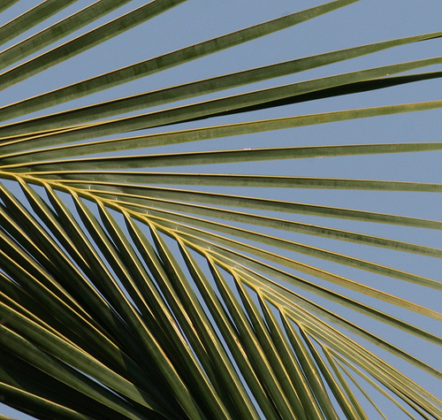 palm_3