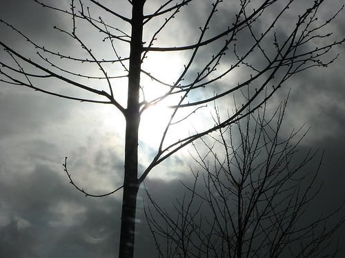 28th February 2007 - Gloomy Trees