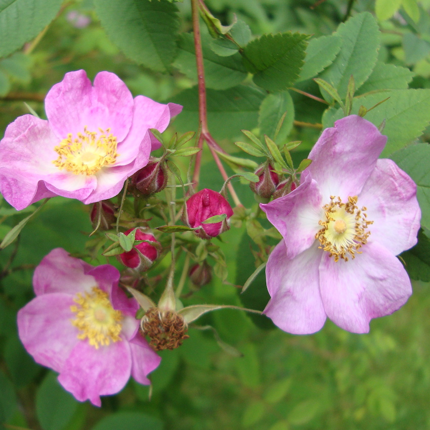 Image result for wild rose"